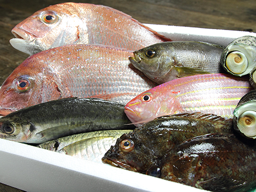 朝獲れ鮮魚、天然物商品画像