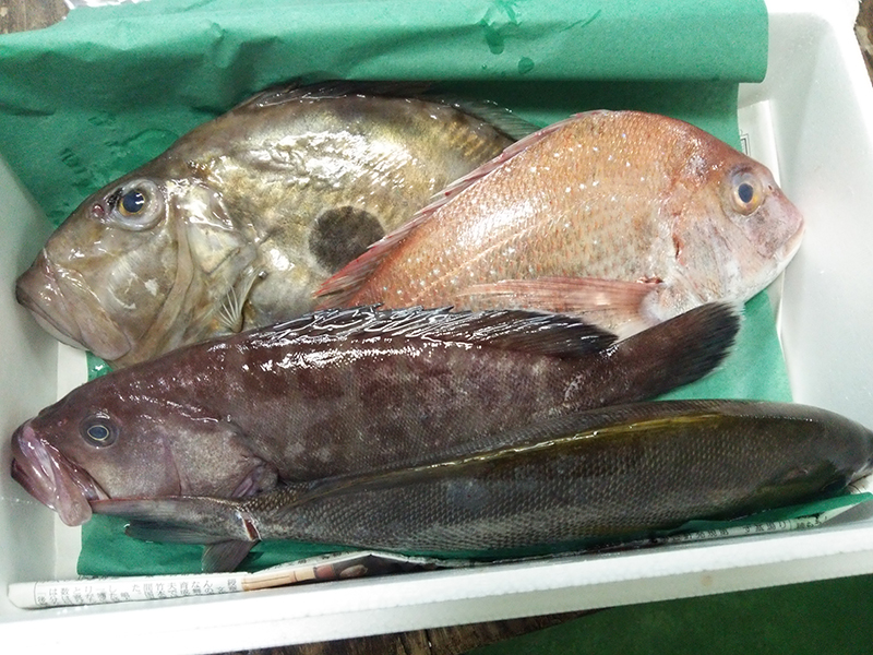 マトウダイ、真鯛、マハタ、イサキ