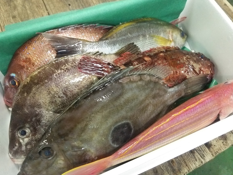 真鯛、ヒゲソリダイ、イサキ、カサゴ、イトヨリ、マトウダイ