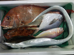 真鯛、釣タチウオ、カサゴ、イトヨリ、マナガツオ、イサキ