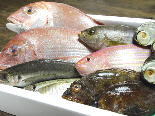 朝獲れ鮮魚