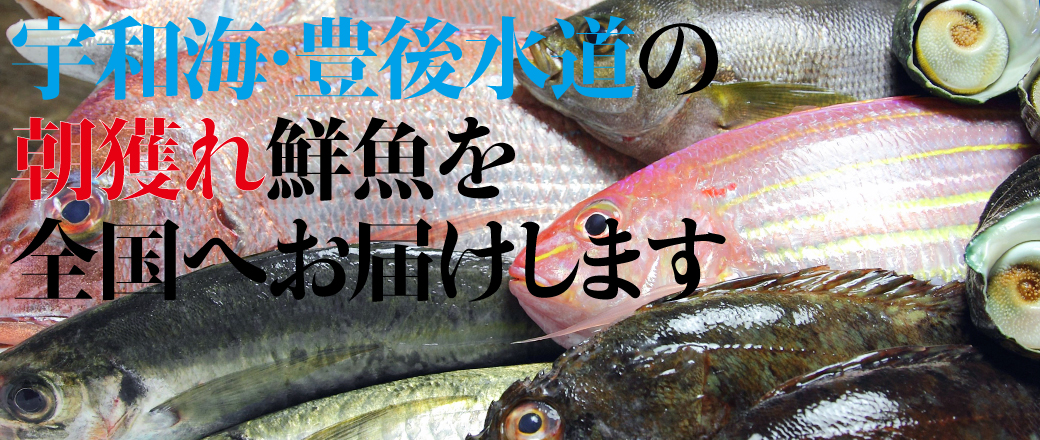 宇和海・豊後水道の朝獲れ鮮魚を全国へお届けします